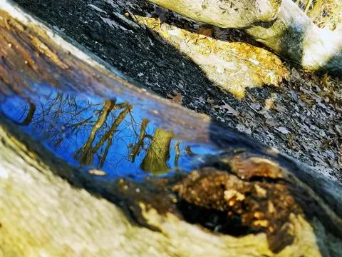 Original Array-	Nature's Blue Sky Over Forest Reflections Captured in Aged Tree Stock Photos