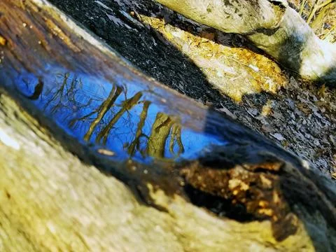 Original Array-	Nature's Blue Sky Over Forest Reflections Captured in Aged Tree Stock Photos
