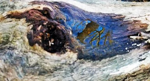 Original Array-	Nature's Blue Sky Over Forest Reflections Captured in Aged Tree Stock Photos
