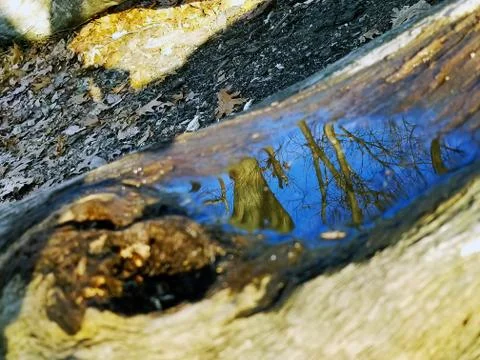 Original Array-	Nature's Blue Sky Over Forest Reflections Captured in Aged Tree Stock Photos