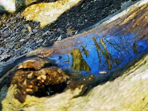 Original Array-	Nature's Blue Sky Over Forest Reflections Captured in Aged Tree Stock Photos