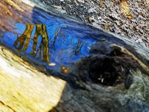 Original Array-	Nature's Blue Sky Over Forest Reflections Captured in Aged Tree Stock Photos