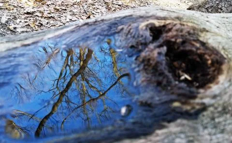 Original Array-	Nature's Blue Sky Over Forest Reflections Captured in Aged Tree Stock Photos
