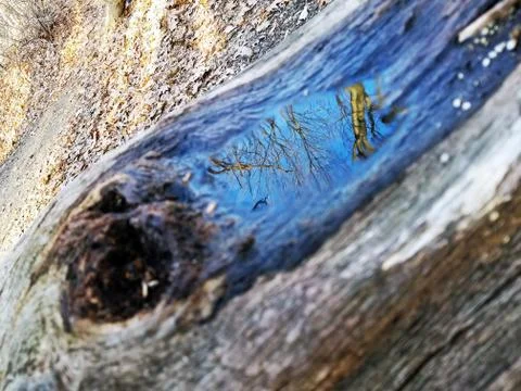 Original Array-	Nature's Blue Sky Over Forest Reflections Captured in Aged Tree Stock Photos