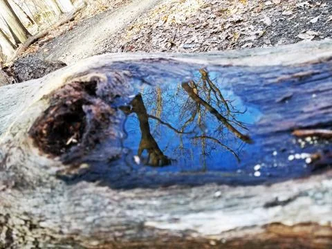 Original Array-	Nature's Blue Sky Over Forest Reflections Captured in Aged Tree Stock Photos