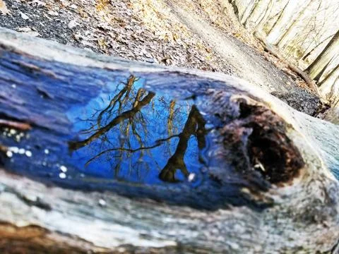 Original Array-	Nature's Blue Sky Over Forest Reflections Captured in Aged Tree Stock Photos