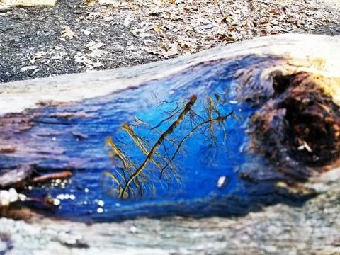 Original Array-	Nature's Blue Sky Over Forest Reflections Captured in Aged Tree Stock Photos