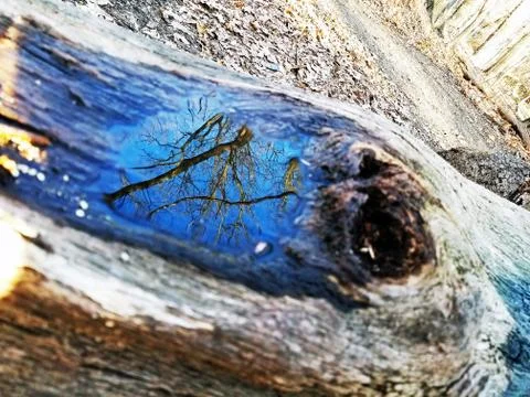 Original Array-	Nature's Blue Sky Over Forest Reflections Captured in Aged Tree Stock Photos