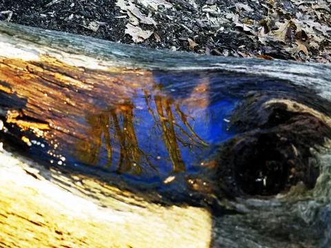 Original Array-	Nature's Blue Sky Over Forest Reflections Captured in Aged Tree Stock Photos