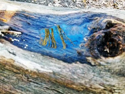 Original Array-	Nature's Blue Sky Over Forest Reflections Captured in Aged Tree Stock Photos