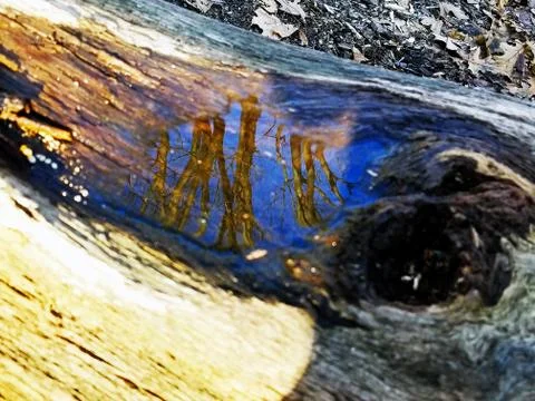 Original Array-	Nature's Blue Sky Over Forest Reflections Captured in Aged Tree Stock Photos