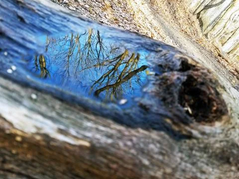 Original Array-	Nature's Blue Sky Over Forest Reflections Captured in Aged Tree Stock Photos