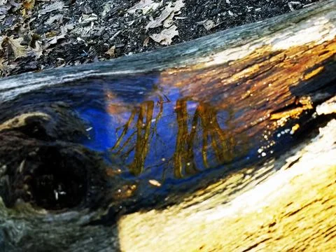 Original Array-	Nature's Blue Sky Over Forest Reflections Captured in Aged Tree Stock Photos