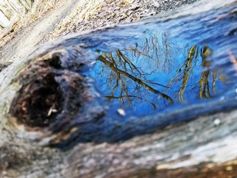 Original Array-	Nature's Blue Sky Over Forest Reflections Captured in Aged Tree Stock Photos