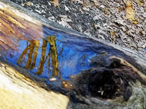 Original Array-	Nature's Blue Sky Over Forest Reflections Captured in Aged Tree Stock Photos