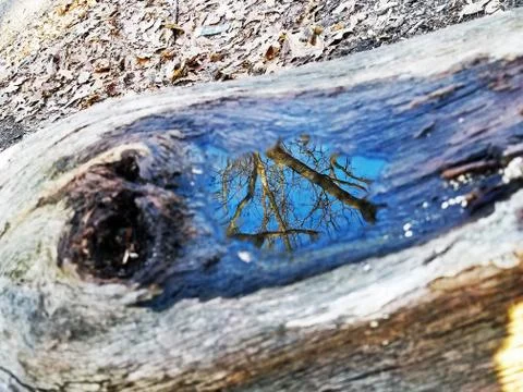 Original Array-	Nature's Blue Sky Over Forest Reflections Captured in Aged Tree Stock Photos