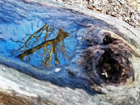 Original Array-	Nature's Blue Sky Over Forest Reflections Captured in Aged Tree Stock Photos