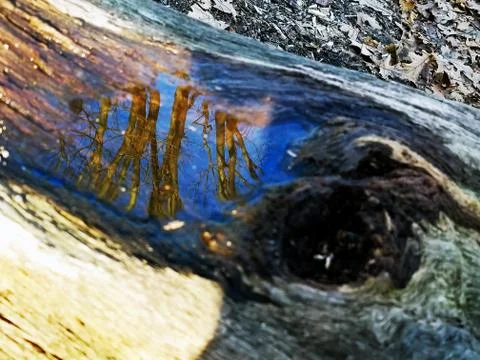 Original Array-	Nature's Blue Sky Over Forest Reflections Captured in Aged Tree Stock Photos