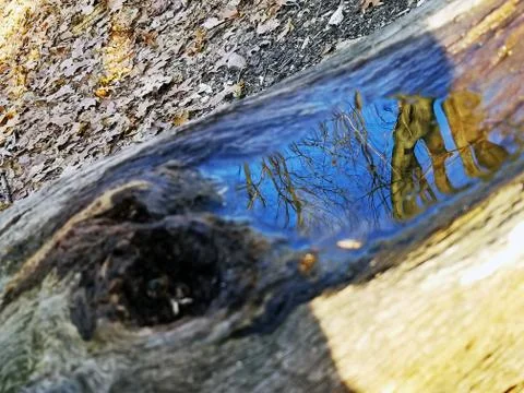 Original Array-	Nature's Blue Sky Over Forest Reflections Captured in Aged Tree Stock Photos