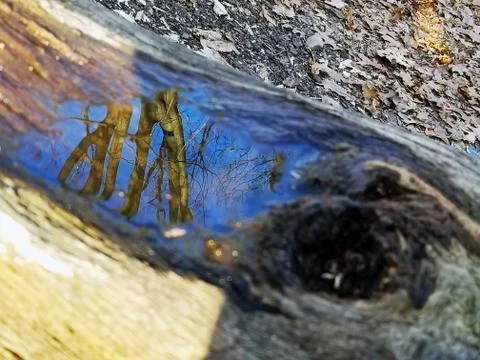 Original Array-	Nature's Blue Sky Over Forest Reflections Captured in Aged Tree Stock Photos