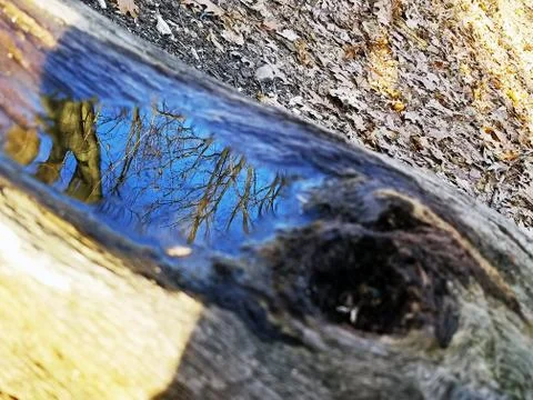 Original Array-	Nature's Blue Sky Over Forest Reflections Captured in Aged Tree Stock Photos
