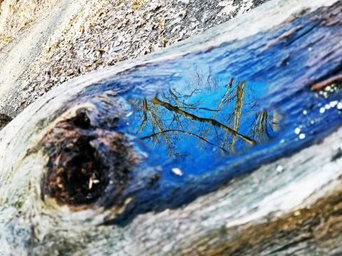 Original Array-	Nature's Blue Sky Over Forest Reflections Captured in Aged Tree Stock Photos