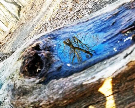 Original Array-	Nature's Blue Sky Over Forest Reflections Captured in Aged Tree Stock Photos