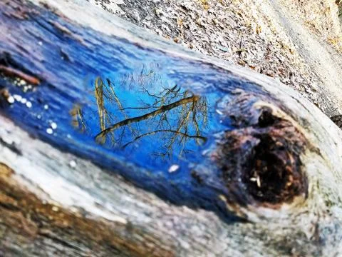Original Array-	Nature's Blue Sky Over Forest Reflections Captured in Aged Tree Stock Photos