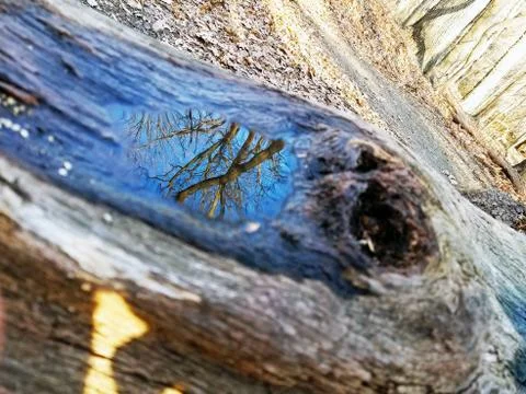 Original Array-	Nature's Blue Sky Over Forest Reflections Captured in Aged Tree Stock Photos