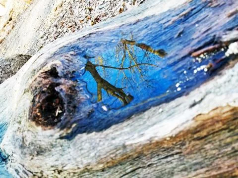 Original Array-	Nature's Blue Sky Over Forest Reflections Captured in Aged Tree Stock Photos