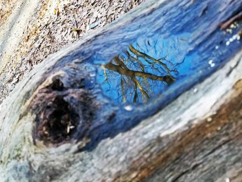 Original Array-	Nature's Blue Sky Over Forest Reflections Captured in Aged Tree Stock Photos