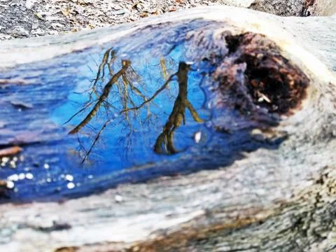 Original Array-	Nature's Blue Sky Over Forest Reflections Captured in Aged Tree Stock Photos