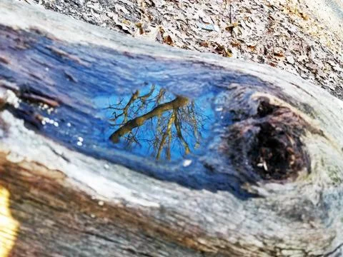 Original Array-	Nature's Blue Sky Over Forest Reflections Captured in Aged Tree Stock Photos