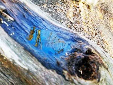 Original Array-	Nature's Blue Sky Over Forest Reflections Captured in Aged Tree Stock Photos