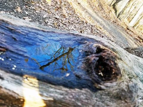 Original Array-	Nature's Blue Sky Over Forest Reflections Captured in Aged Tree Stock Photos