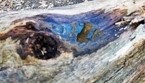 Original Array-	Nature's Blue Sky Over Forest Reflections Captured in Aged Tree Stock Photos