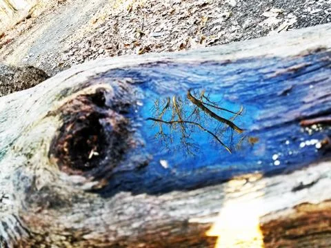 Original Array-	Nature's Blue Sky Over Forest Reflections Captured in Aged Tree Stock Photos