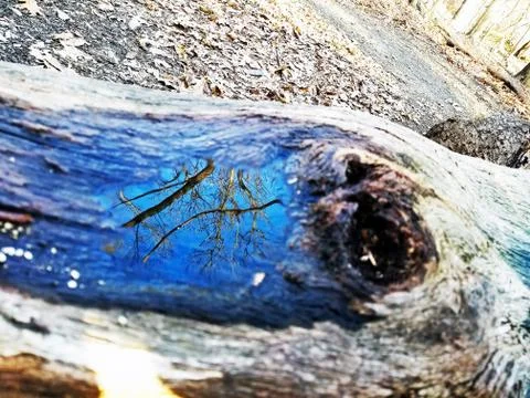 Original Array-	Nature's Blue Sky Over Forest Reflections Captured in Aged Tree Stock Photos