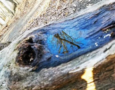 Original Array-	Nature's Blue Sky Over Forest Reflections Captured in Aged Tree Stock Photos