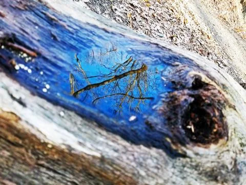 Original Array-	Nature's Blue Sky Over Forest Reflections Captured in Aged Tree Stock Photos