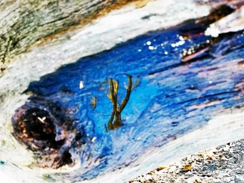 Original Array-	Nature's Blue Sky Over Forest Reflections Captured in Aged Tree Stock Photos