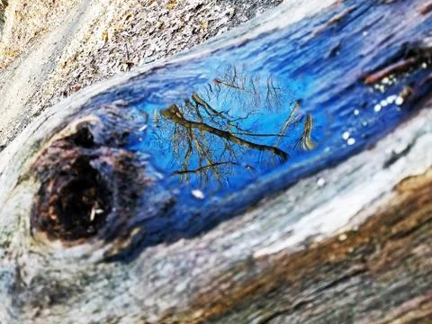 Original Array-	Nature's Blue Sky Over Forest Reflections Captured in Aged Tree Stock Photos