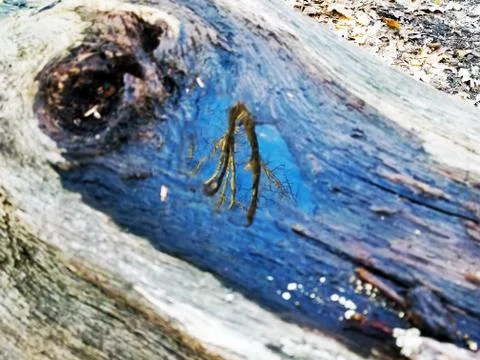 Original Array-	Nature's Blue Sky Over Forest Reflections Captured in Aged Tree Stock Photos