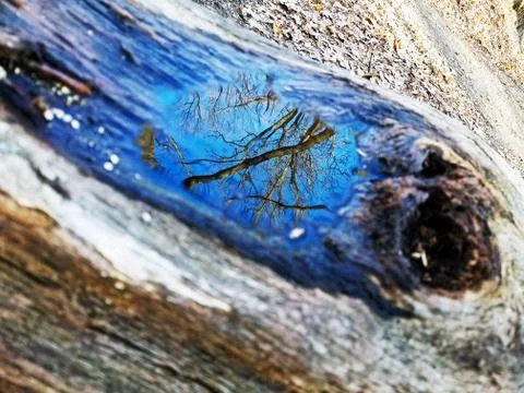 Original Array-	Nature's Blue Sky Over Forest Reflections Captured in Aged Tree Stock Photos