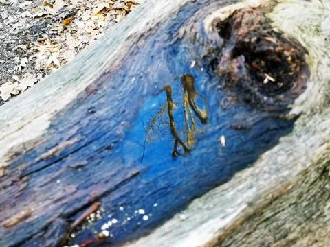 Original Array-	Nature's Blue Sky Over Forest Reflections Captured in Aged Tree Stock Photos