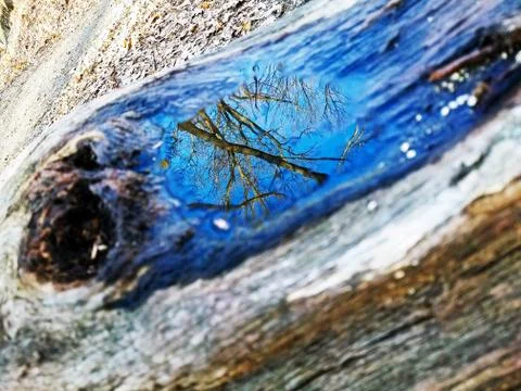 Original Array-	Nature's Blue Sky Over Forest Reflections Captured in Aged Tree Stock Photos