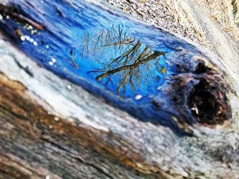 Original Array-	Nature's Blue Sky Over Forest Reflections Captured in Aged Tree Stock Photos