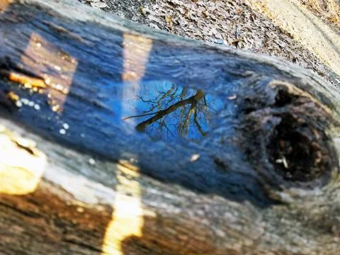 Original Array-	Nature's Blue Sky Over Forest Reflections Captured in Aged Tree Stock Photos