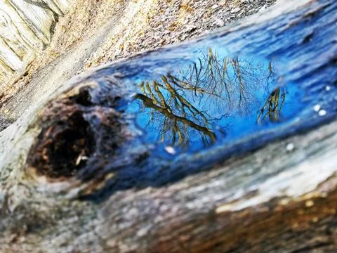 Original Array-	Nature's Blue Sky Over Forest Reflections Captured in Aged Tree Stock Photos