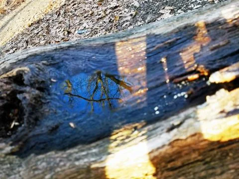 Original Array-	Nature's Blue Sky Over Forest Reflections Captured in Aged Tree Stock Photos